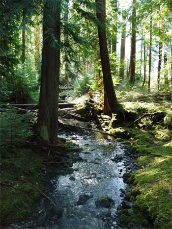 Creek in forest